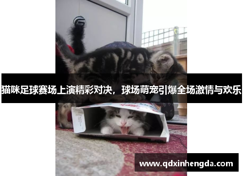 猫咪足球赛场上演精彩对决，球场萌宠引爆全场激情与欢乐